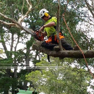 Deadwood removal Sydney