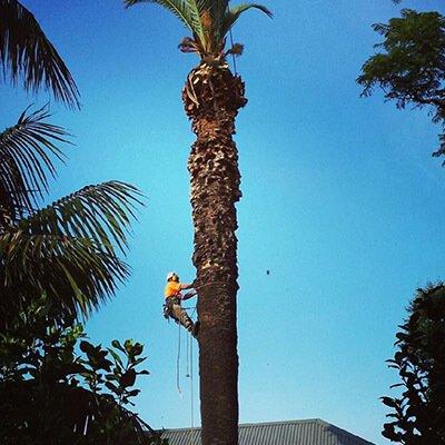 Palm clean-ups and removal Sydney