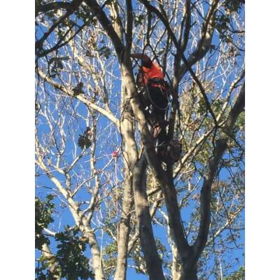 Pruning and canopy thinning Sydney