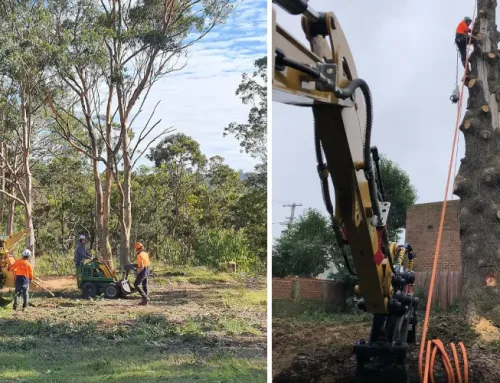 Council-approved Tree Removal in Sydney | Permit  Guide by LGA