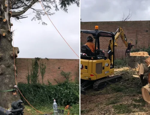 Tree Removal Cost in Sydney | Pricing Guide
